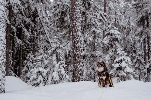 Darmowe zdjęcie z galerii z drzewa, fiński lapphund, fotografia zwierzęcia