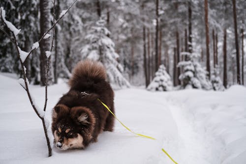Finnish Lapphund in the snowy forest