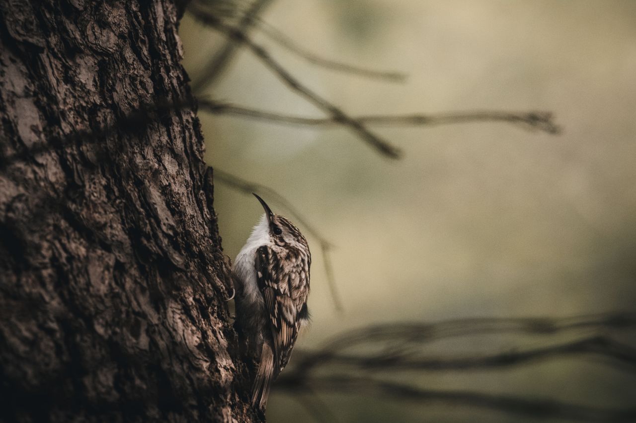 a brown creeper bird climbing up a tree trunk in a serene woodland set