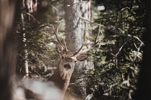 Kostenlos Brown Deer Stock-Foto