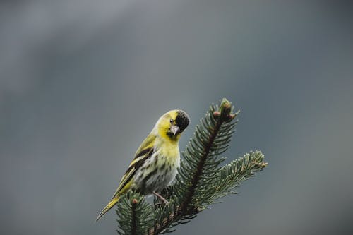 Free Yellow Parakeet Perched on Tree Stock Photo