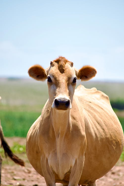 Δωρεάν στοκ φωτογραφιών με αγελάδα, αγροτικός, γεωργία
