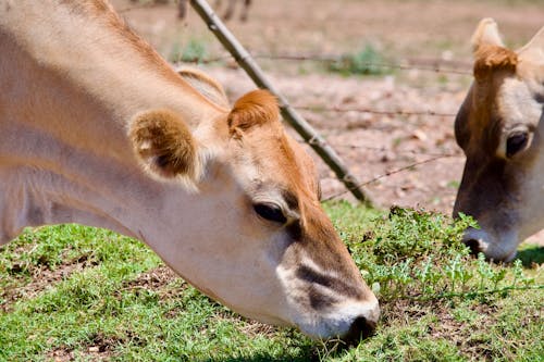 Vaca Pastando