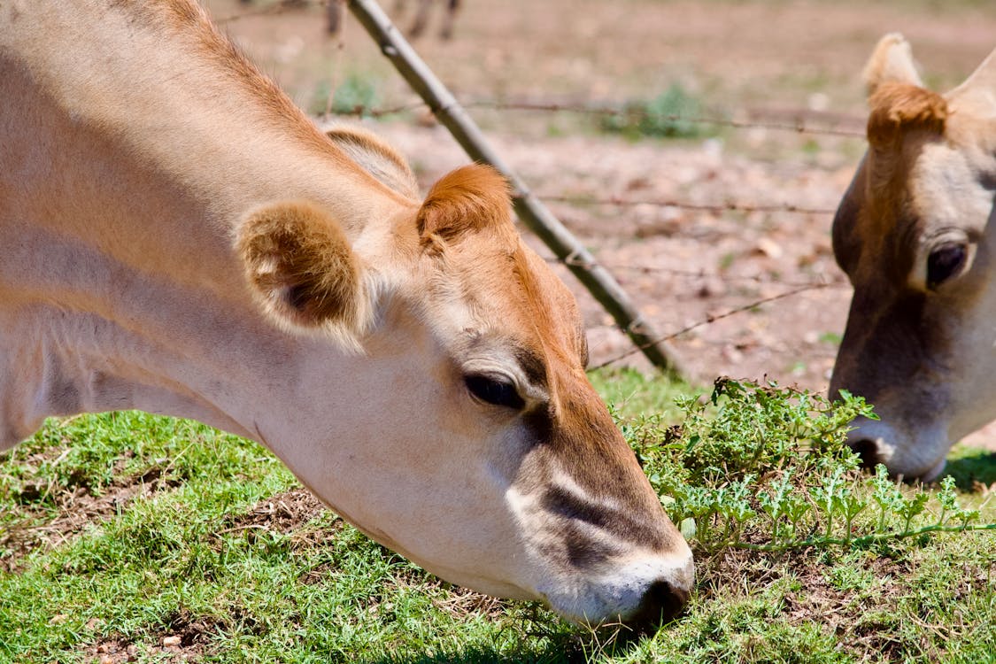 Δωρεάν στοκ φωτογραφιών με αγελάδες, αγρόκτημα, αγροτικός