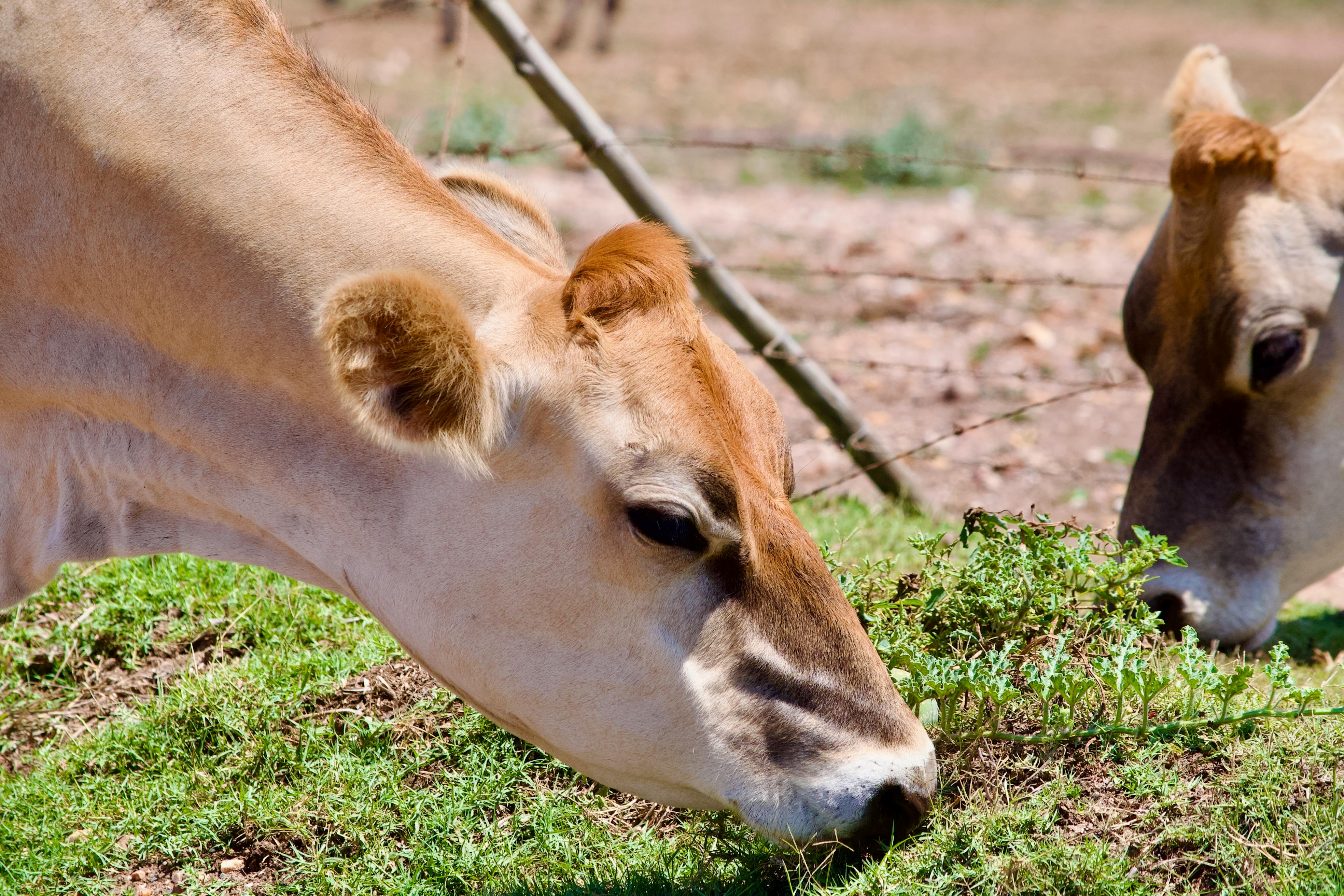 Gratuit Vache Au Pâturage Photos