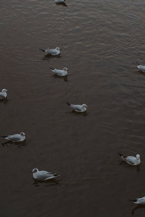 Fotos de stock gratuitas de agua, aves, bandada