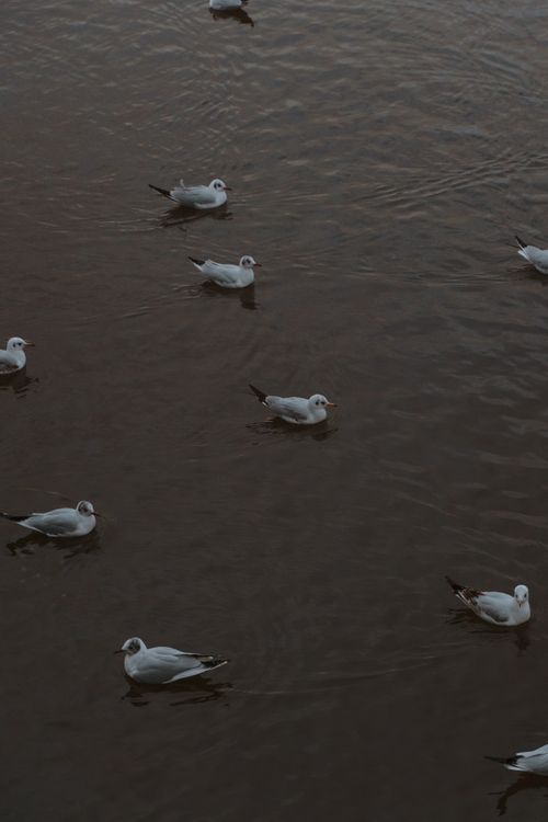 Free A peaceful scene of seagulls swimming together on tranquil waters. Stock Photo