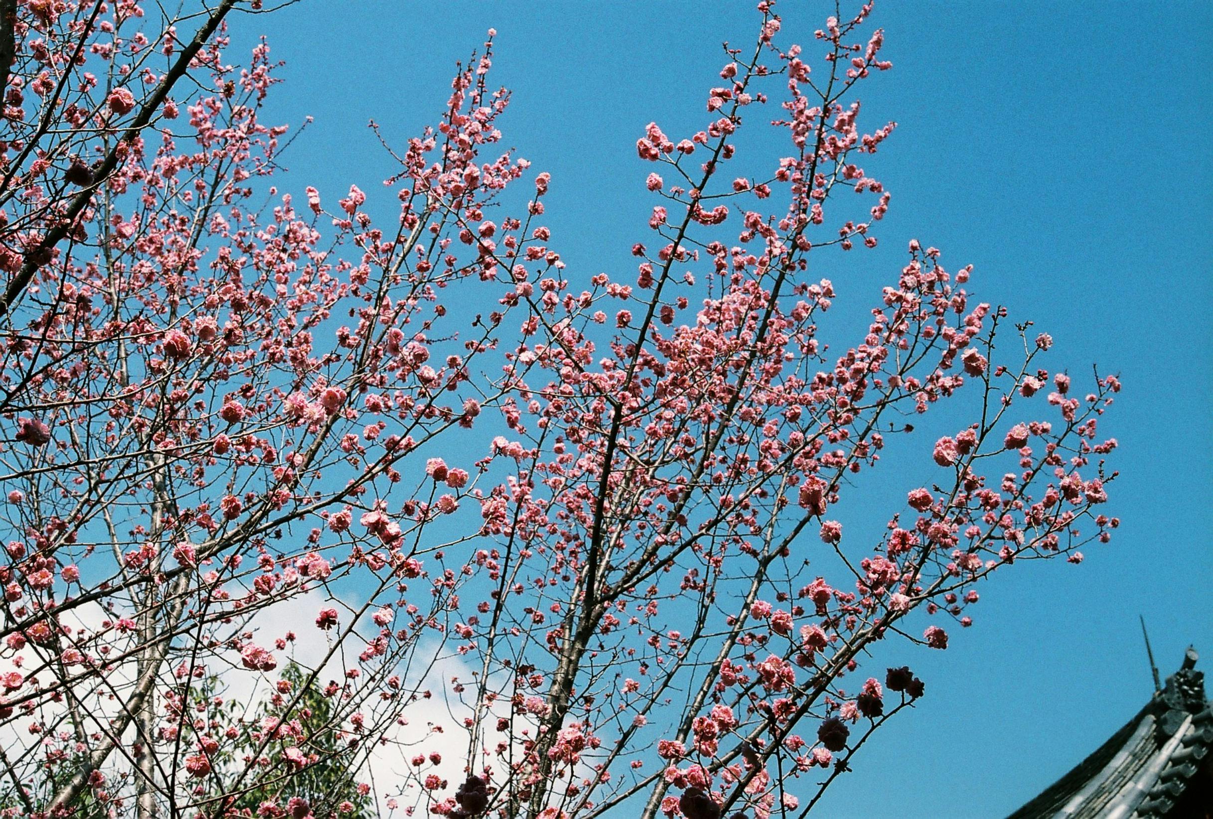 Pink cherry blossoms against a blue sky in Nara, Japan, embodying the beauty of spring.
