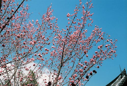 Gratis arkivbilde med blomster, gren, japan