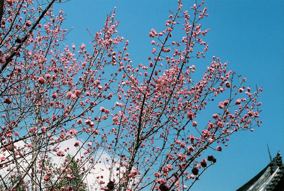 Pink cherry blossoms against a blue sky in Nara, Japan, embodying the beauty of spring.