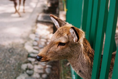 Free A serene Sika deer peering through a fence in Nara Park, Japan’s iconic wildlife location. Stock Photo