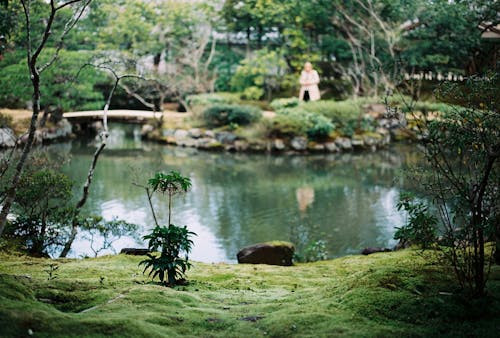 Kostenloses Stock Foto zu flora, gras, japan