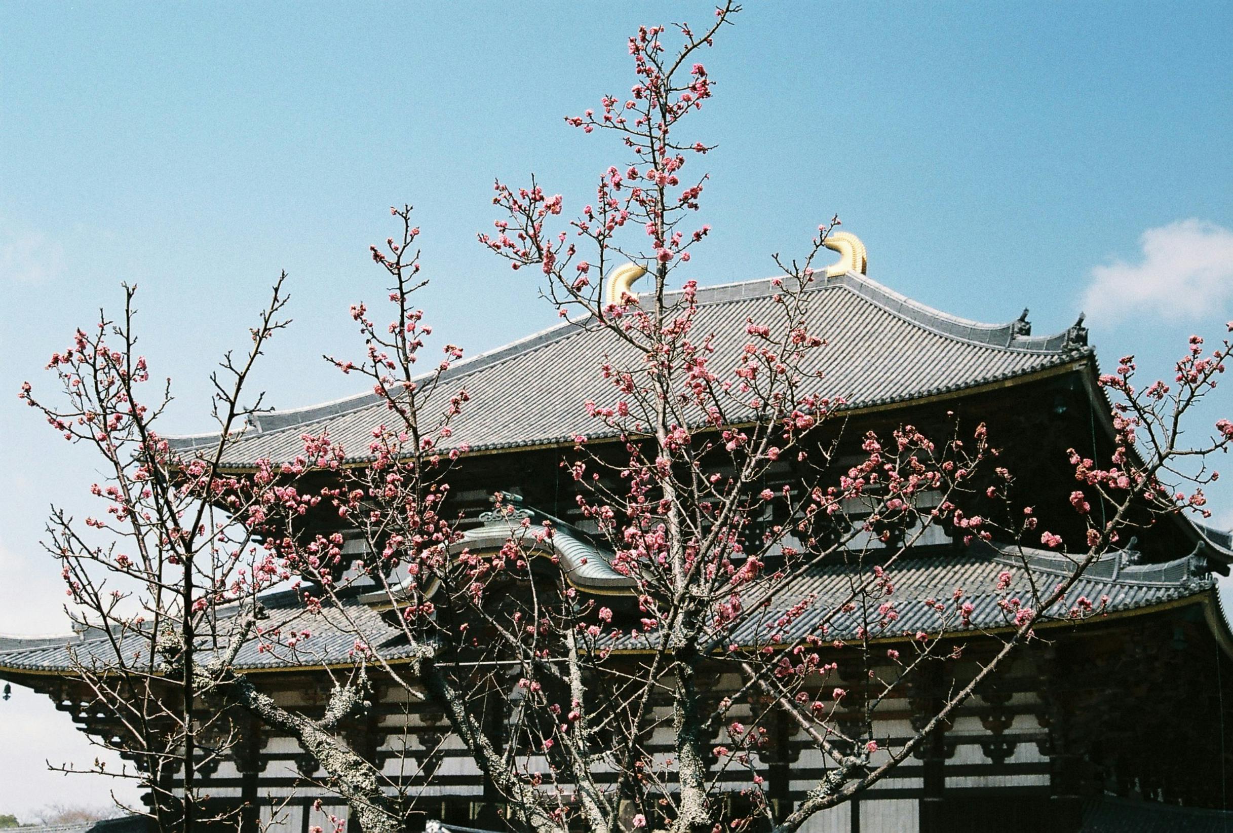 Cherry blossoms in front of a traditional Japanese temple roof in Nara, Japan during winter.