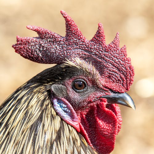 A close up of a rooster with red feathers