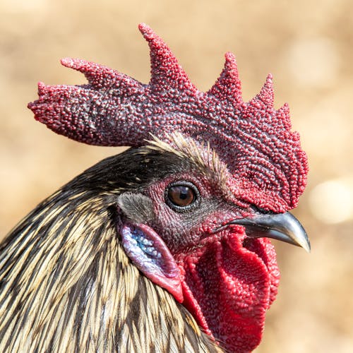 Foto stok gratis ayam bujang, bangsa, bangsa burung