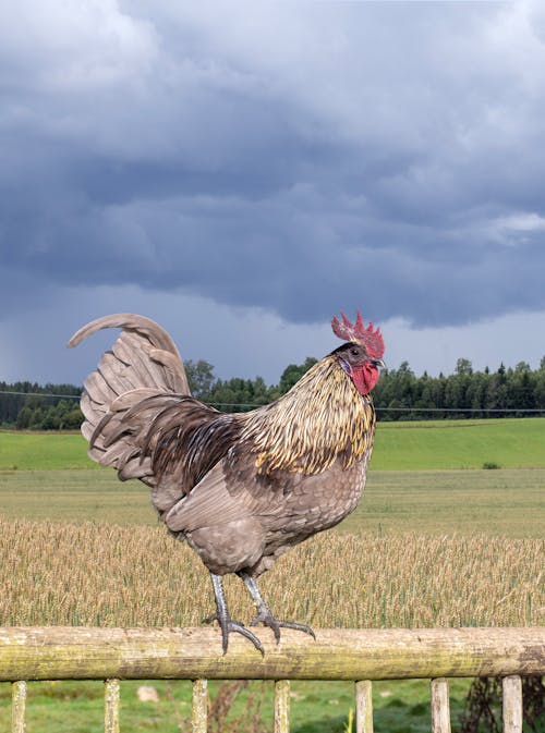 A rooster standing on a fence in a field