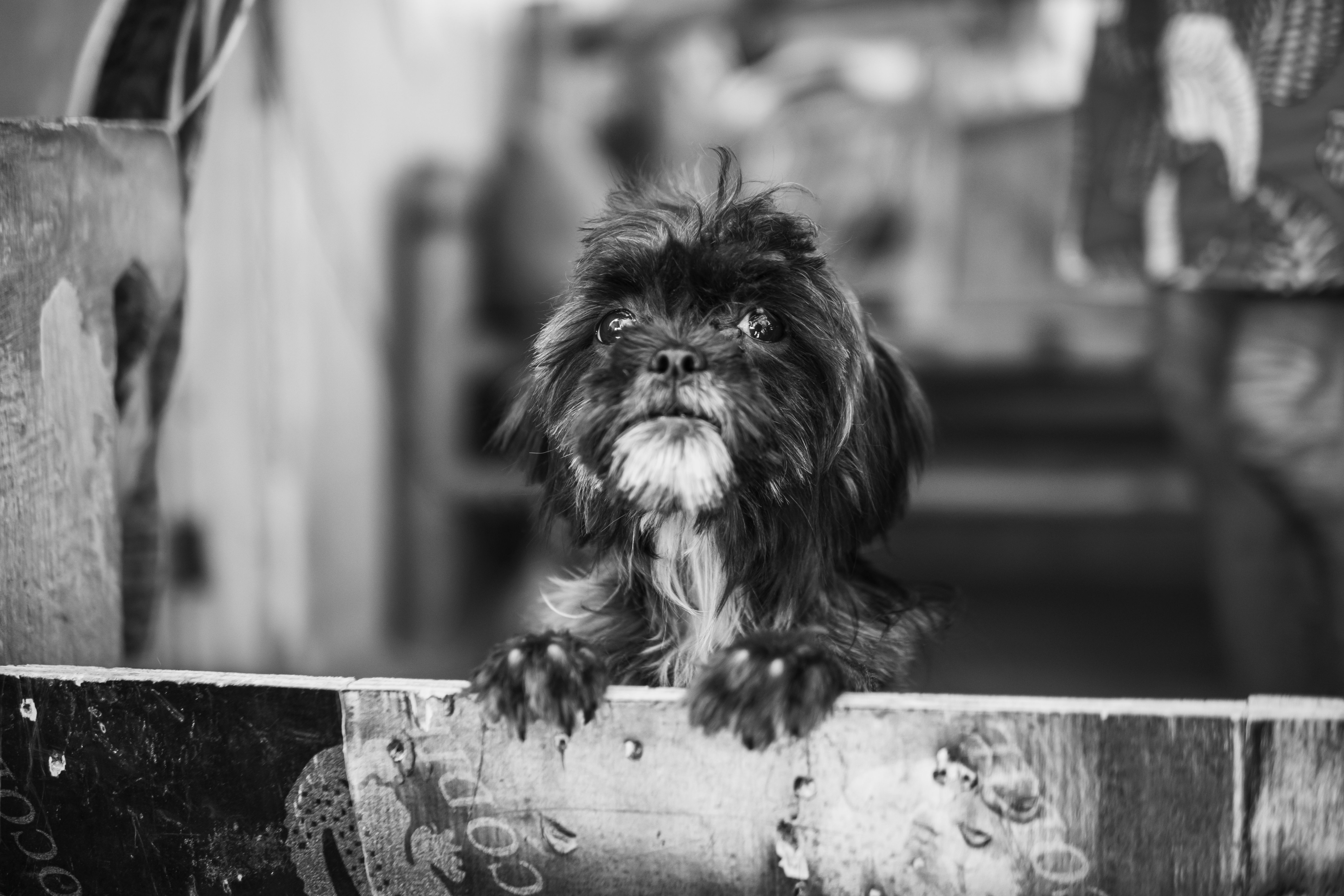 Veterinary care for a dog