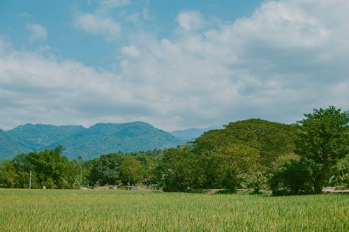 A field with trees and mountains in the background