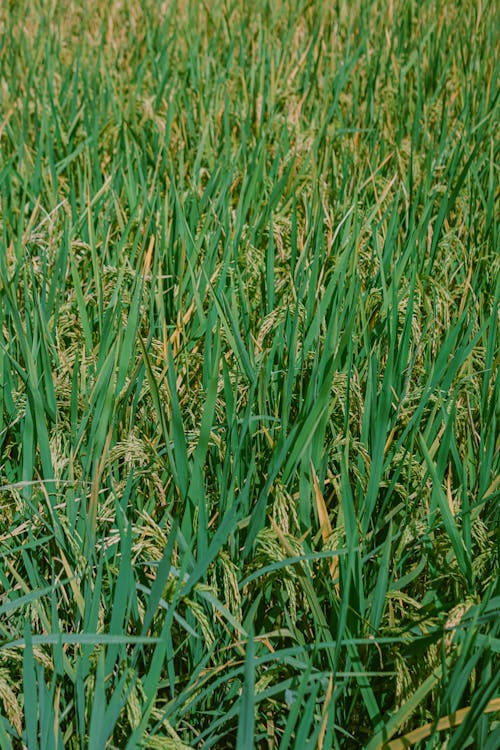 Grass on a Field 