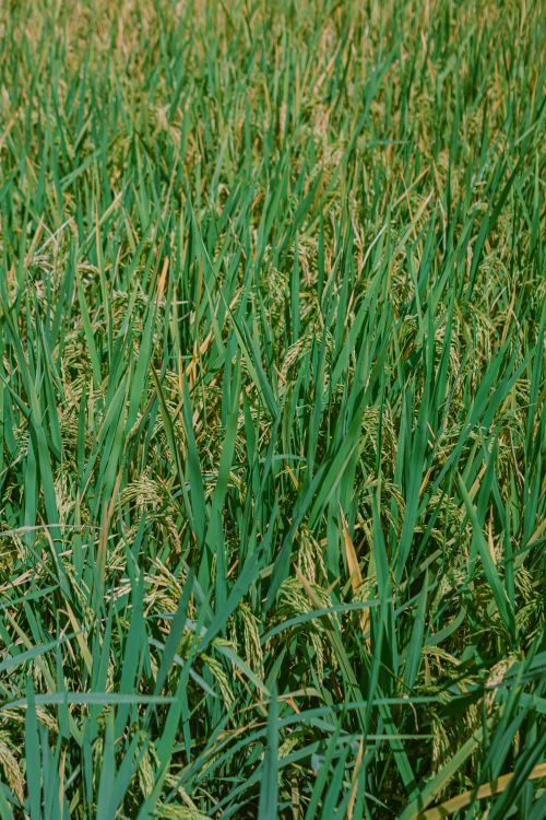 Free Detailed capture of a vibrant green rice field swaying gently in summer sunlight. Stock Photo