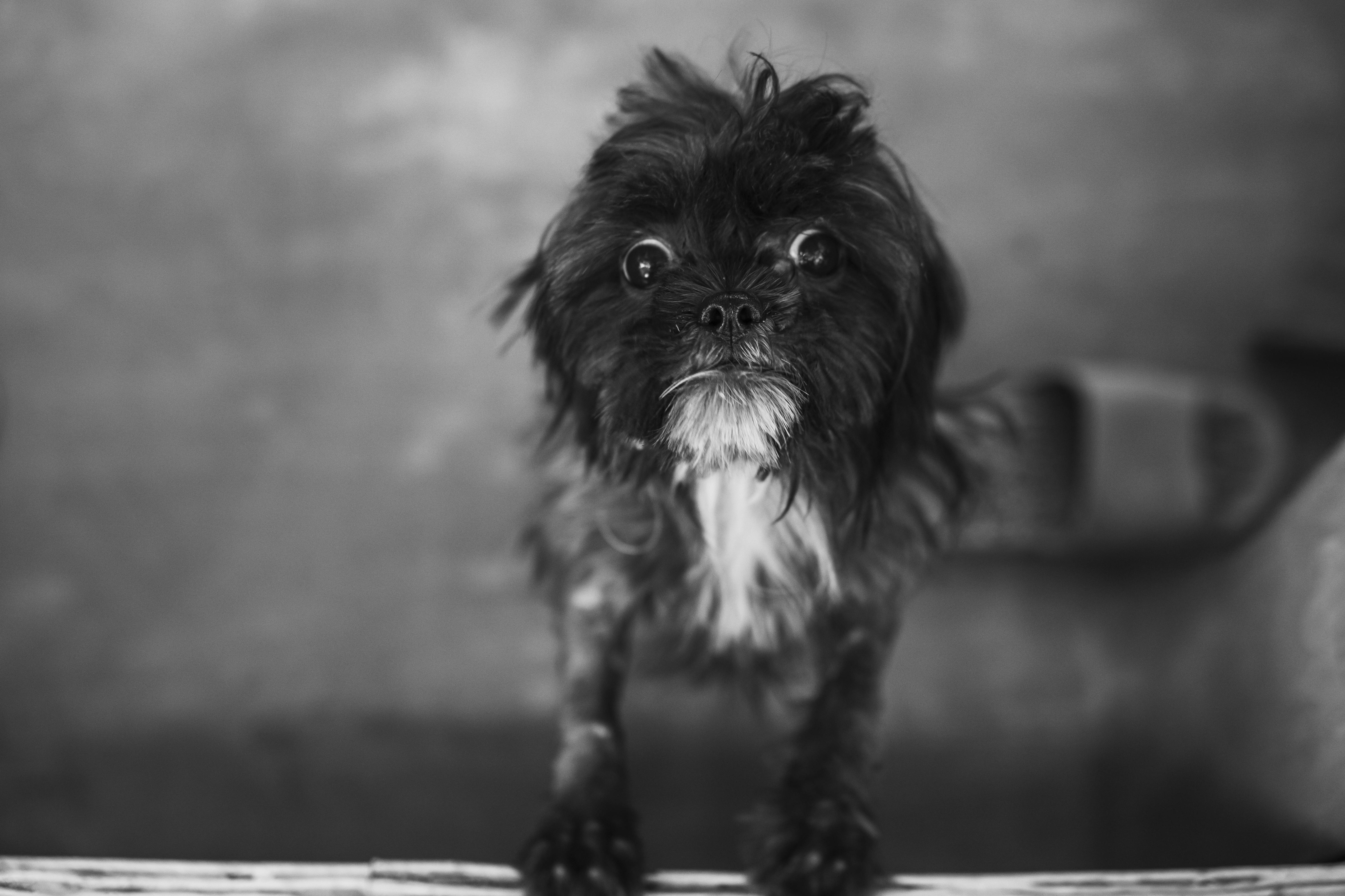 Brazil Portable Pet Grooming Shampoo - Market Analysis, Forecast, Size, Trends and Insights — Photo by Nothing Ahead on Pexel