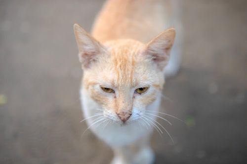 Free A focused view of a ginger cat with soft, inquisitive eyes on a street. Stock Photo