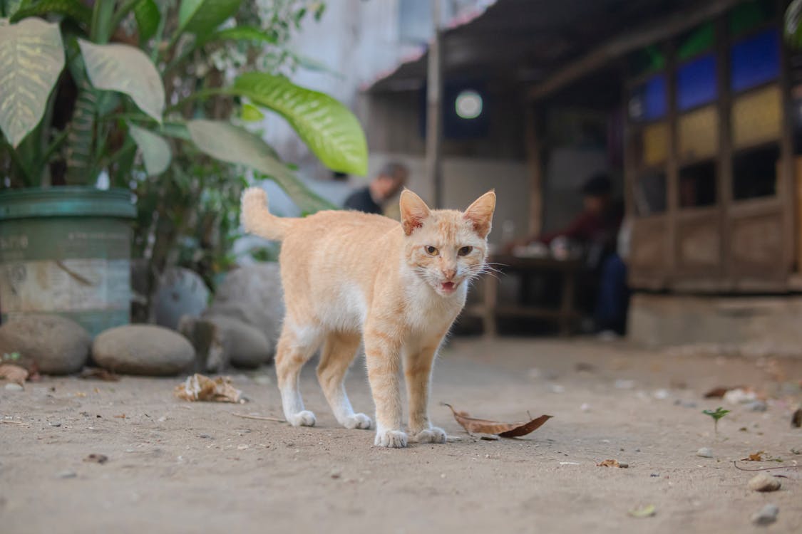 Little Cat on a Street 