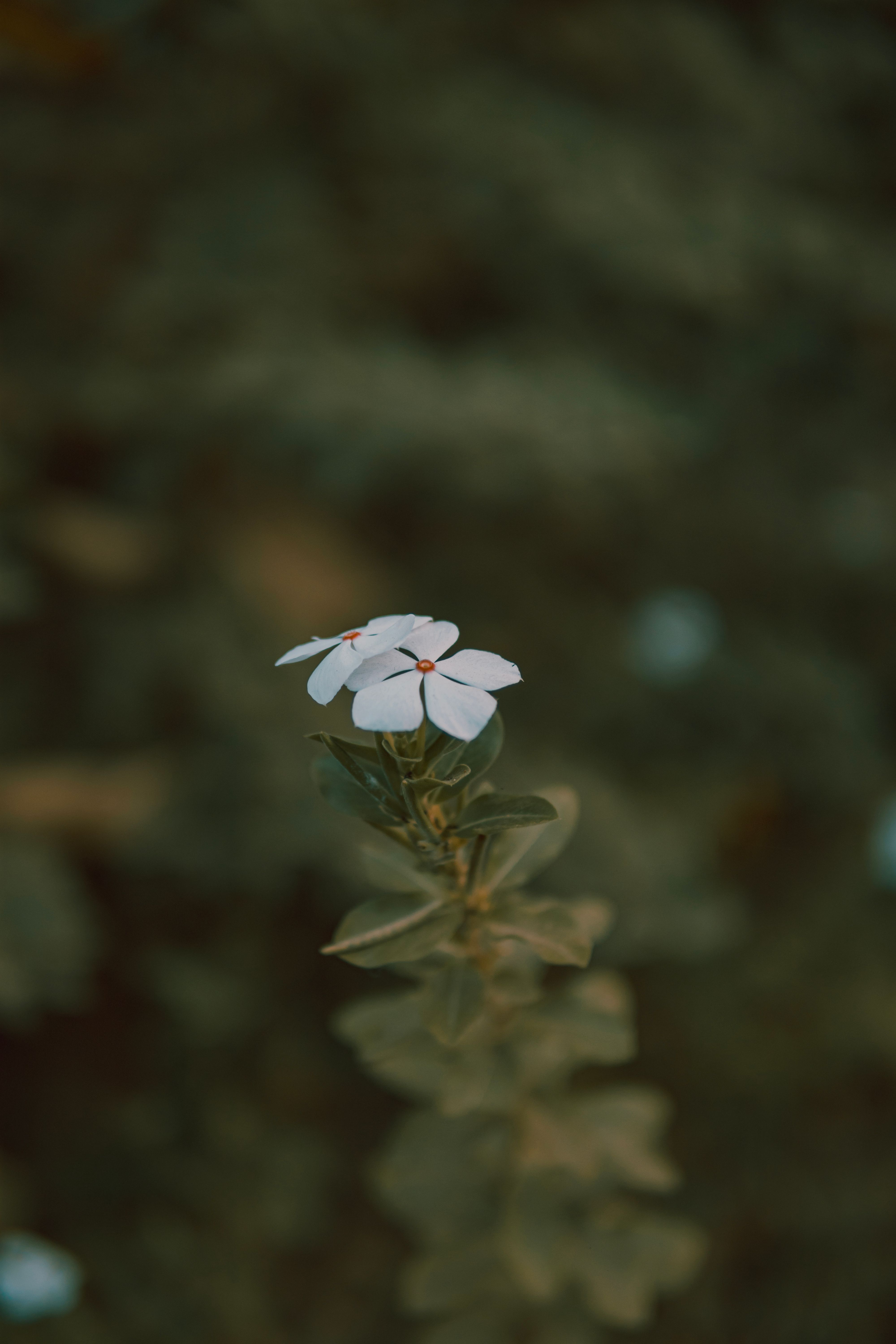 Close-up of a white flower against a blurred green background, highlighting its delicate petals and tranquil setting.