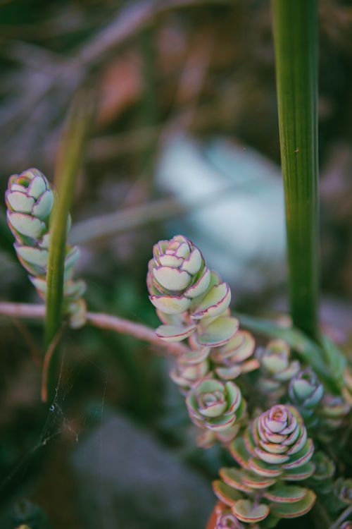 Free Detailed view of a green succulent plant with blurred natural background, showcasing calm and growth. Stock Photo