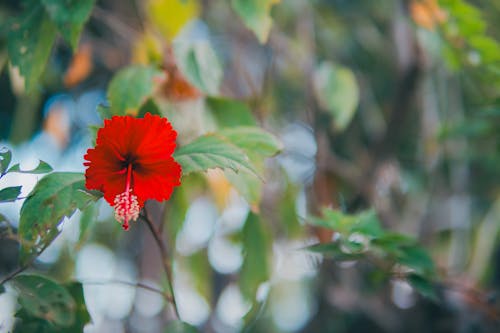 A red flower in the middle of a green leafy bush