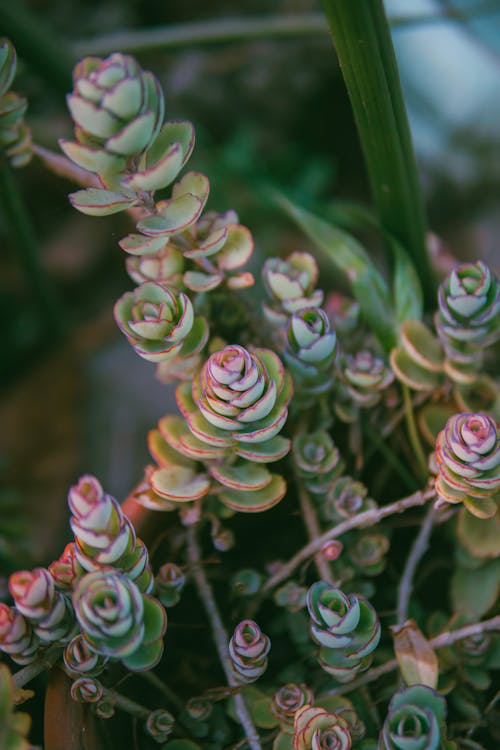 A close up of a plant with green leaves