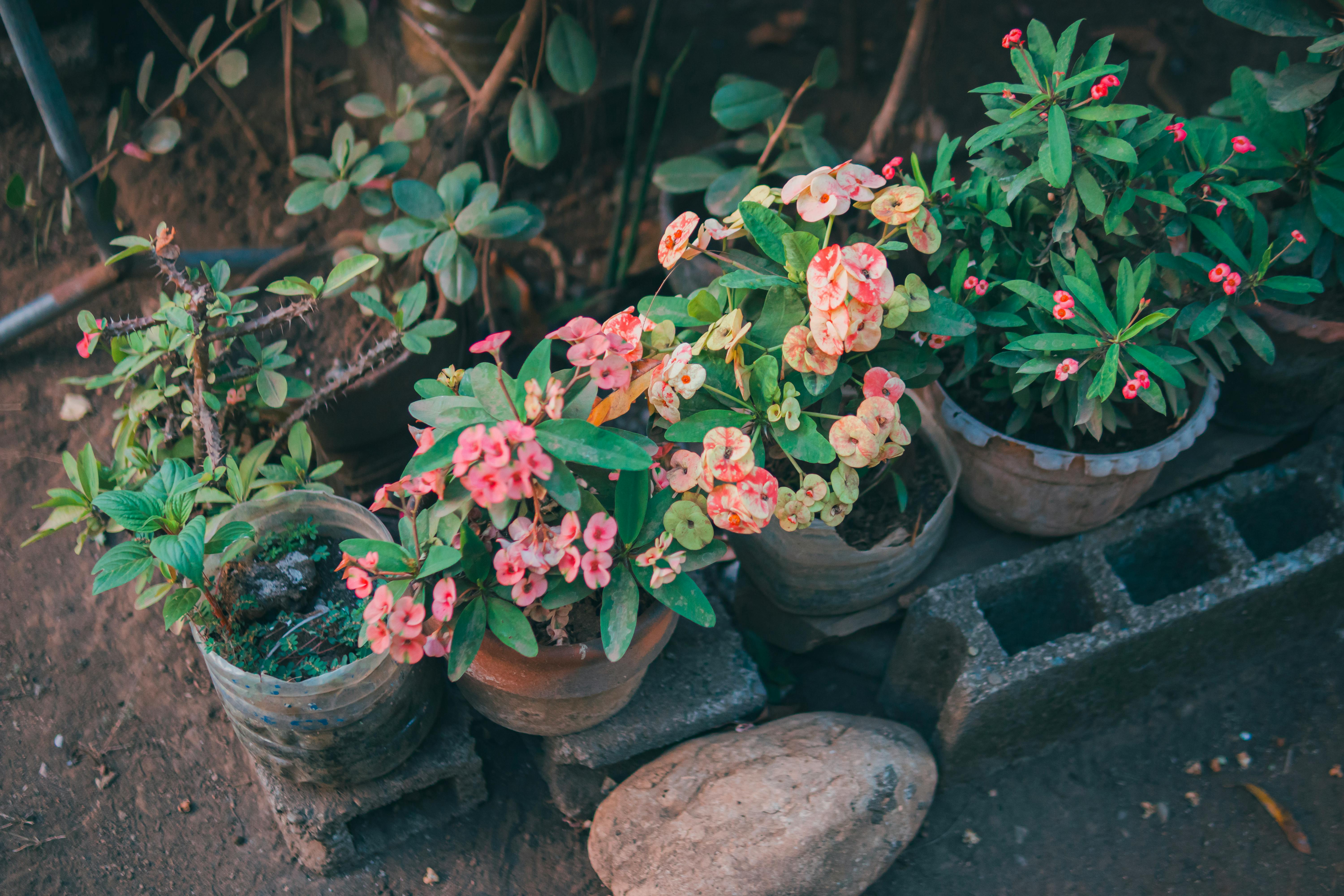 gardening, gardening leave, gardening tools, gardening gloves, gardening leave meaning, gardening hoe, gardening shoes, garde