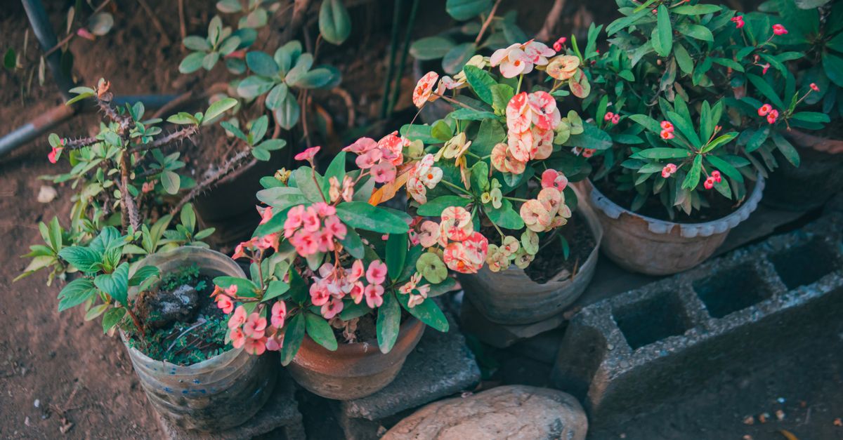 Come Realizzare Decorazioni Fai da Te per il Giardino