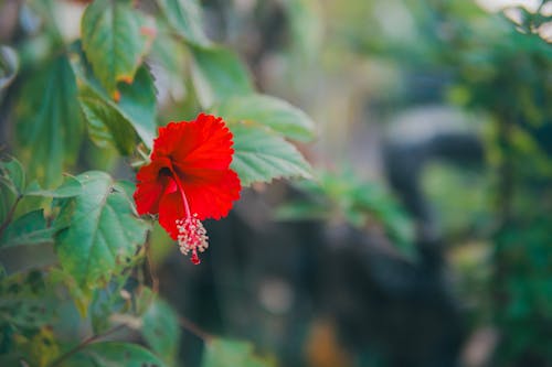 Red Hibiscus Blooming Outdoors