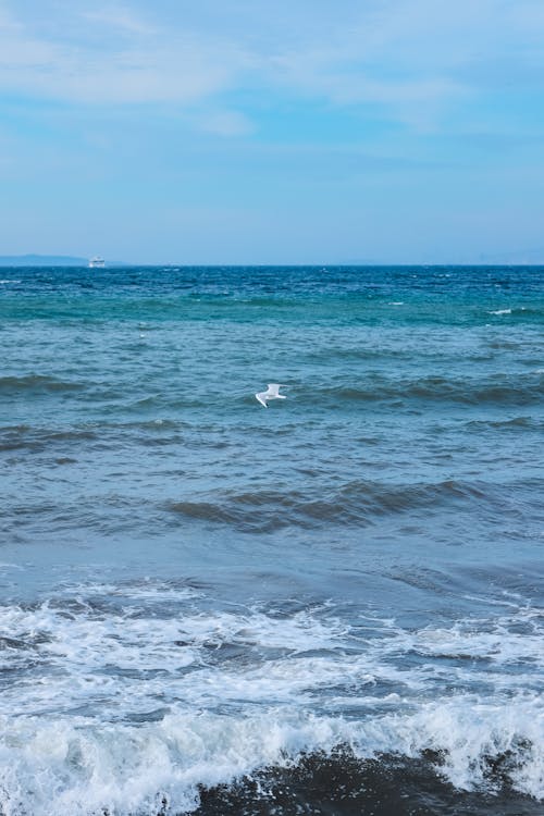 Seagull Flying against the Sea
