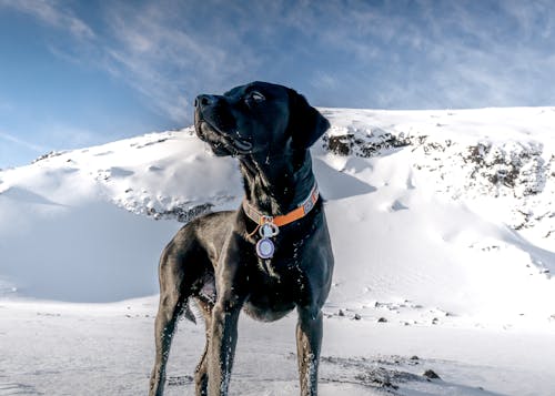 Gratis stockfoto met dierenfotografie, heuvel, honden