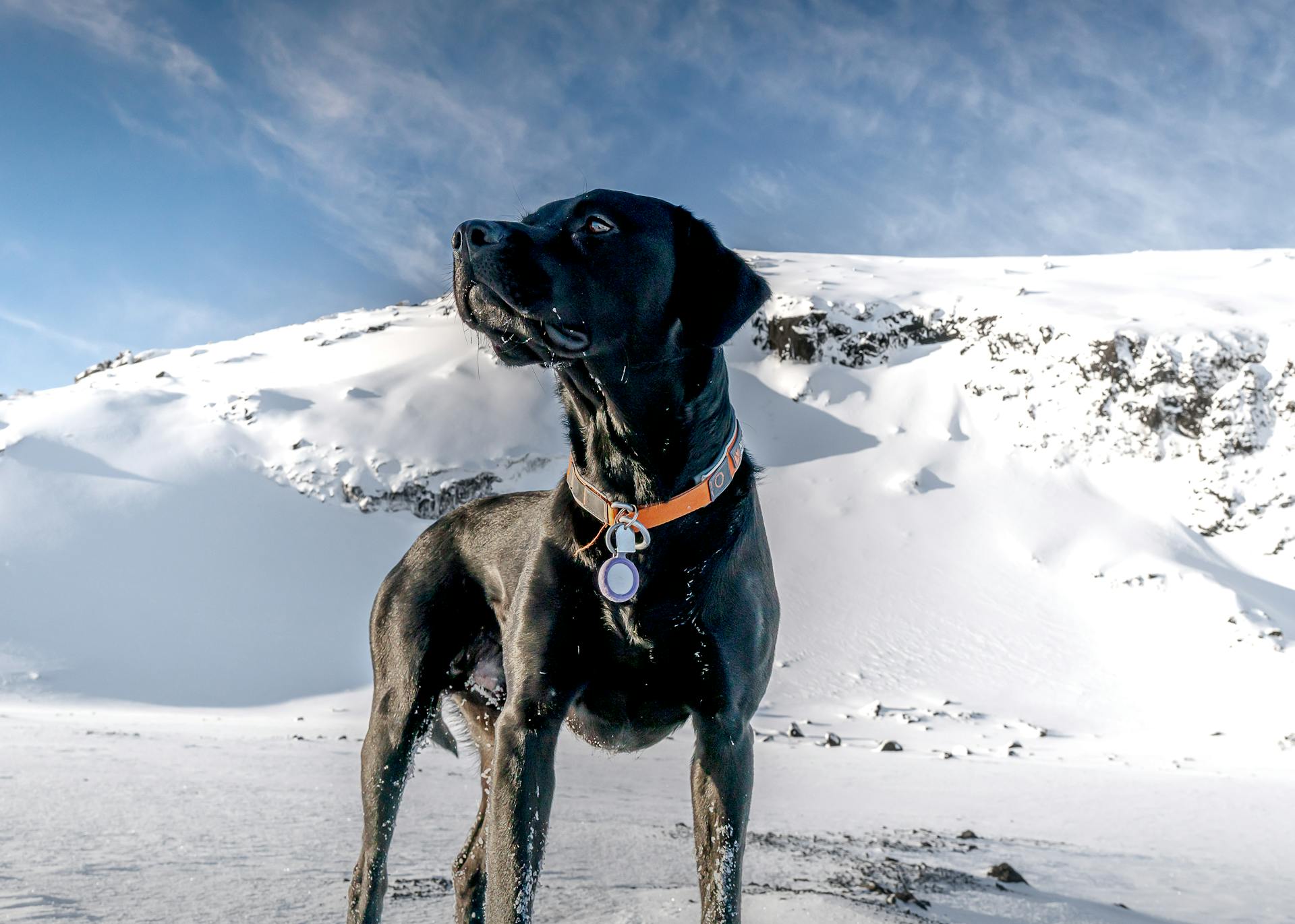 Portrait of a Black Labrador Standing against a Snowy Hill