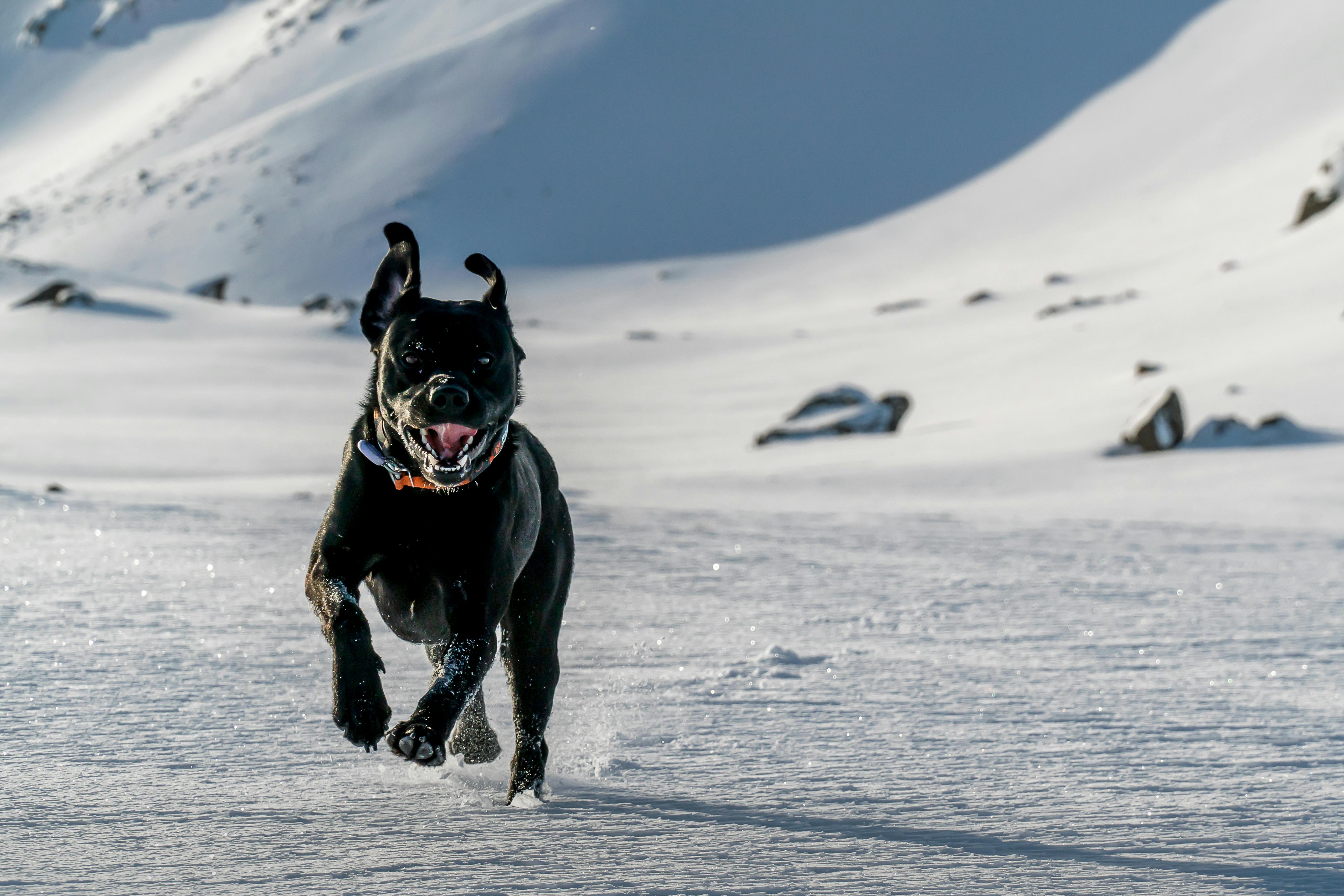 Energetic black Labrador running through snowy terrain in Þorlákshöfn, Iceland.
