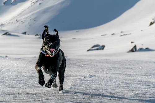 Foto profissional grátis de animal de estimação, branco, cachorro