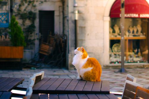 Free A ginger cat sits serenely on a wooden table in an urban setting, creating a peaceful street scene. Stock Photo
