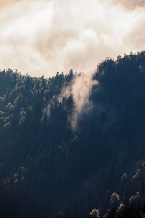 Free A breathtaking aerial view of a mist-covered forest at sunrise, creating a serene and mystical atmosphere. Stock Photo