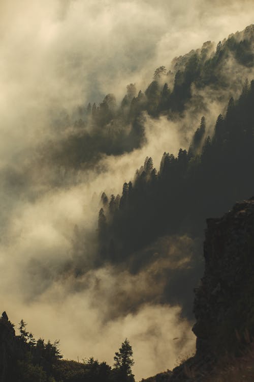 A mountain with trees and fog in the background