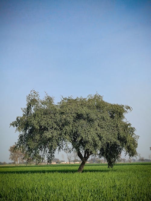 Green View Of a Tree and Field 