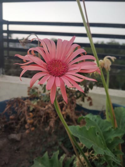 女神节祝福语唯美简短 女神节祝福语唯美简短女人是花