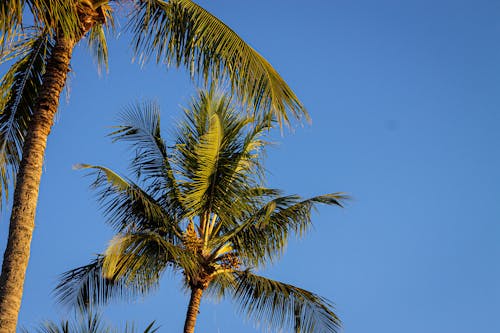 巴西, 日落, 棕櫚 的 免費圖庫相片