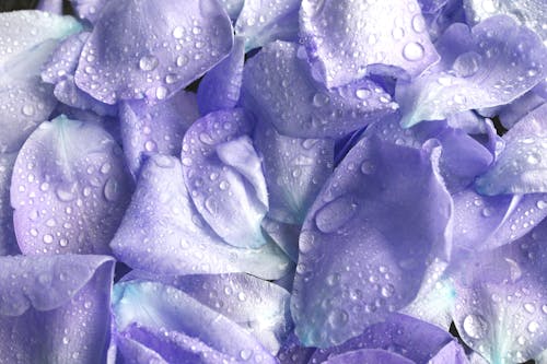 Darmowe zdjęcie z galerii z fioletowy, krople deszczu, kwiaty