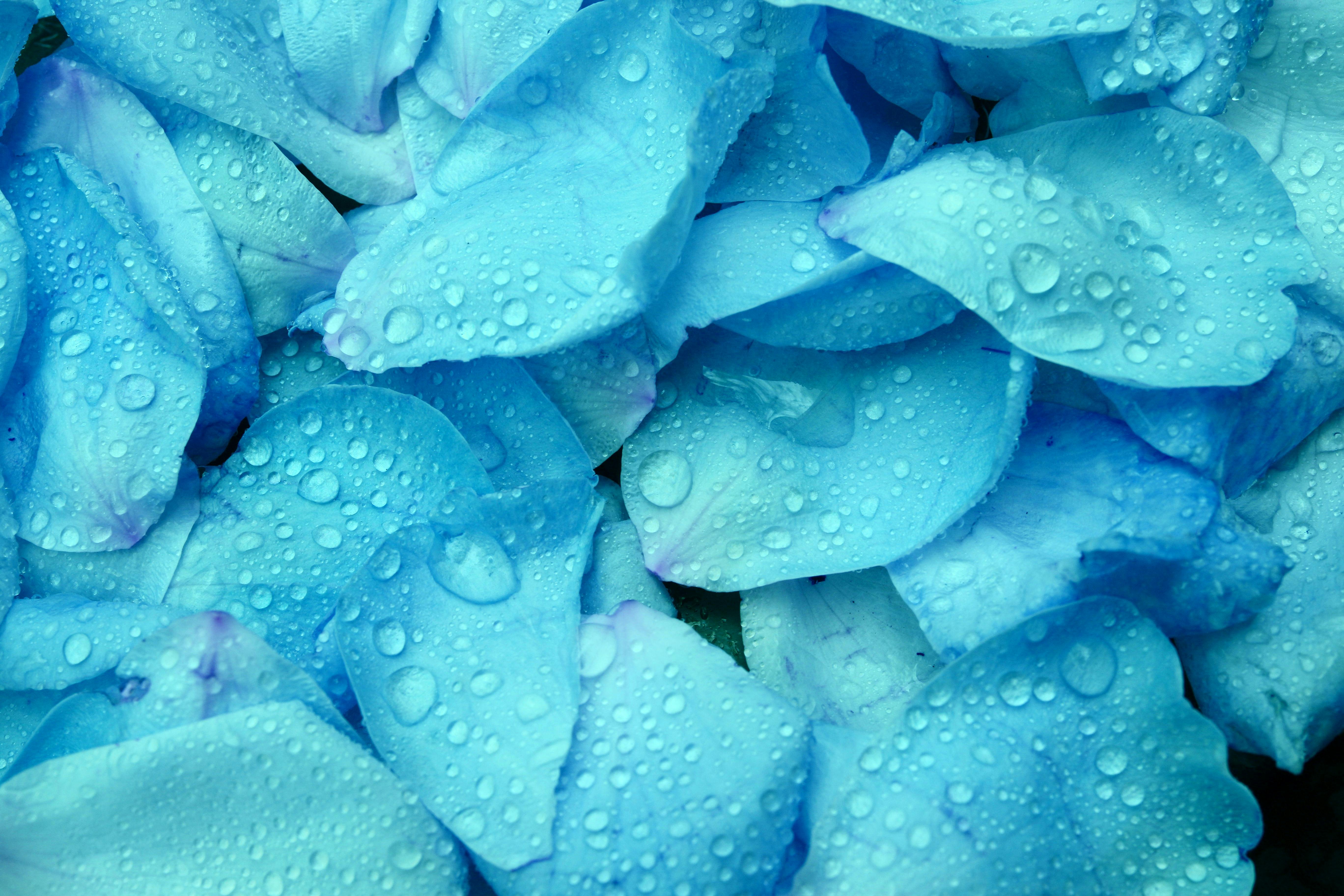Vibrant blue hydrangea petals adorned with fresh water droplets, evoking a tropical and exotic feel.