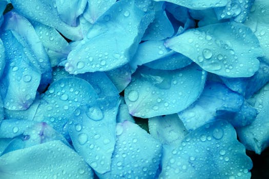 Vibrant blue hydrangea petals adorned with fresh water droplets, evoking a tropical and exotic feel.