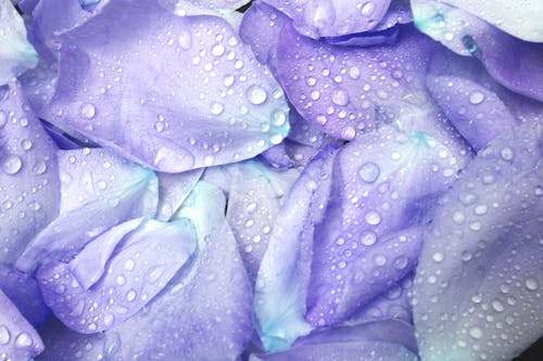 A close up of purple petals with water droplets
