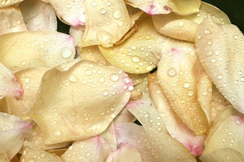 Darmowe zdjęcie z galerii z krople deszczu, kwiaty, mokry